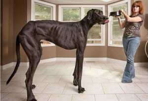 El perro más grande del mundo al libro Guinness 2013