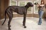 El perro más grande del mundo al libro Guinness 2013